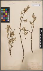 Foto von Salix coaetanea (Hartm.) Flod.